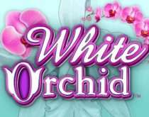 White Orchid