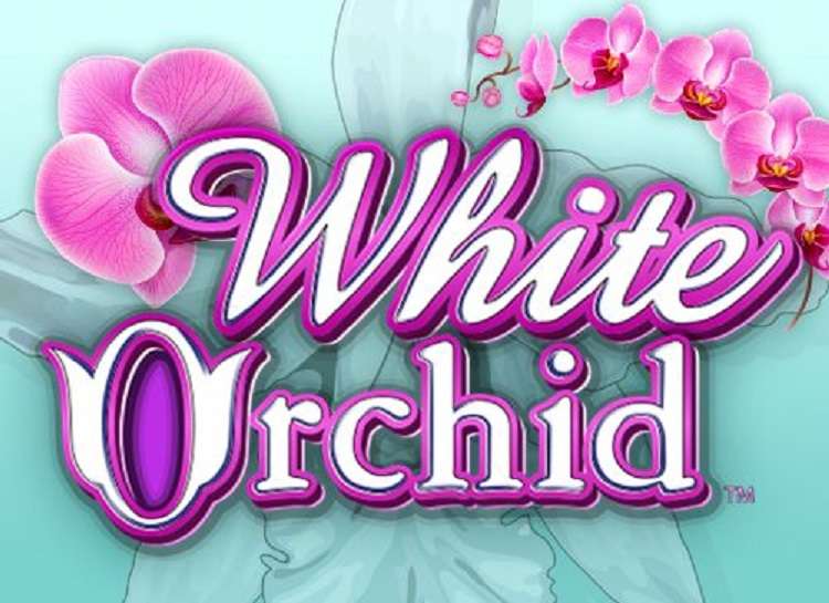 White Orchid