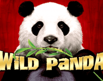 Wild Panda