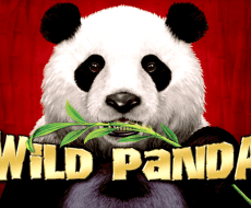 Wild Panda